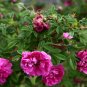 Japanese Rose, Rosa Multiflora Seed 2000 PCS, Baby Rose Hong Ci Mei