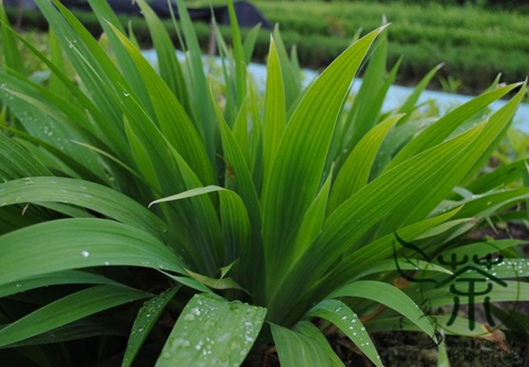 Iris Tectorum, Wall Iris Seed 500 PCS, Roof Iris Yuan Wei