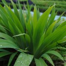 Iris Tectorum, Wall Iris Seed 500 PCS, Roof Iris Yuan Wei