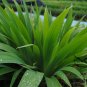 Iris Tectorum, Wall Iris Seed 500 PCS, Roof Iris Yuan Wei
