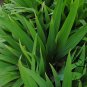 Iris Tectorum, Wall Iris Seed 500 PCS, Roof Iris Yuan Wei
