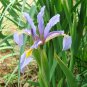 Iris Tectorum, Wall Iris Seed 500 PCS, Roof Iris Yuan Wei