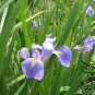 Iris Tectorum, Wall Iris Seed 500 PCS, Roof Iris Yuan Wei