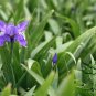 Iris Tectorum, Wall Iris Seed 500 PCS, Roof Iris Yuan Wei
