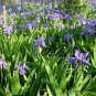 Iris Tectorum, Wall Iris Seed 500 PCS, Roof Iris Yuan Wei