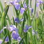 Iris Tectorum, Wall Iris Seed 500 PCS, Roof Iris Yuan Wei