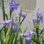 Iris Tectorum, Wall Iris Seed 500 PCS, Roof Iris Yuan Wei