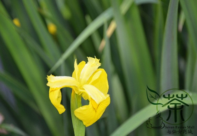 Iris Pseudacorus, Yellow Iris Seed 500 PCS, Yellow Flag Huang Changpu