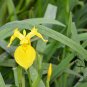 Iris Pseudacorus, Yellow Iris Seed 500 PCS, Yellow Flag Huang Changpu