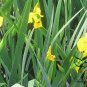 Iris Pseudacorus, Yellow Iris Seed 500 PCS, Yellow Flag Huang Changpu