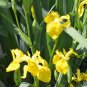 Iris Pseudacorus, Yellow Iris Seed 500 PCS, Yellow Flag Huang Changpu