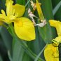 Iris Pseudacorus, Yellow Iris Seed 500 PCS, Yellow Flag Huang Changpu
