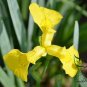 Iris Pseudacorus, Yellow Iris Seed 500 PCS, Yellow Flag Huang Changpu