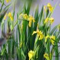 Iris Pseudacorus, Yellow Iris Seed 500 PCS, Yellow Flag Huang Changpu