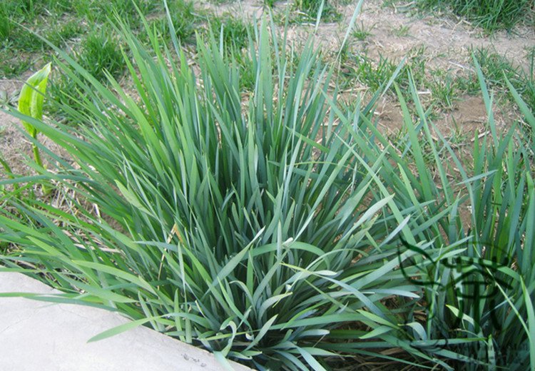 Iris Lactea, White Flowered Iris Seed 2000 PCS, Milky Iris Ma Lin