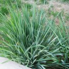Iris Lactea, White Flowered Iris Seed 2000 PCS, Milky Iris Ma Lin