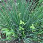 Iris Lactea, White Flowered Iris Seed 2000 PCS, Milky Iris Ma Lin