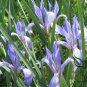 Iris Lactea, White Flowered Iris Seed 2000 PCS, Milky Iris Ma Lin