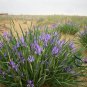 Iris Lactea, White Flowered Iris Seed 2000 PCS, Milky Iris Ma Lin