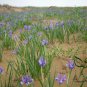 Iris Lactea, White Flowered Iris Seed 2000 PCS, Milky Iris Ma Lin