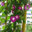 Ipomoea Nil, Picotee Morning Glory Seed 1000 PCS, Ivy Morning Glory Qian Niu Hua