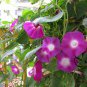 Ipomoea Nil, Picotee Morning Glory Seed 1000 PCS, Ivy Morning Glory Qian Niu Hua
