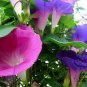 Ipomoea Nil, Picotee Morning Glory Seed 1000 PCS, Ivy Morning Glory Qian Niu Hua