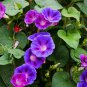 Ipomoea Nil, Picotee Morning Glory Seed 1000 PCS, Ivy Morning Glory Qian Niu Hua