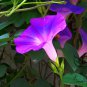 Ipomoea Nil, Picotee Morning Glory Seed 1000 PCS, Ivy Morning Glory Qian Niu Hua