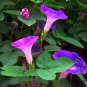 Ipomoea Nil, Picotee Morning Glory Seed 1000 PCS, Ivy Morning Glory Qian Niu Hua
