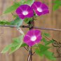 Ipomoea Nil, Picotee Morning Glory Seed 1000 PCS, Ivy Morning Glory Qian Niu Hua