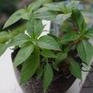 Impatiens Balsamina, Garden Balsam Seed 1000 PCS, Feng Xian Hua