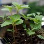Impatiens Balsamina, Garden Balsam Seed 1000 PCS, Feng Xian Hua