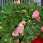 Impatiens Balsamina, Garden Balsam Seed 1000 PCS, Feng Xian Hua