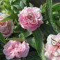 Impatiens Balsamina, Garden Balsam Seed 1000 PCS, Feng Xian Hua
