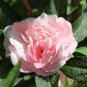 Impatiens Balsamina, Garden Balsam Seed 1000 PCS, Feng Xian Hua