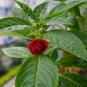 Impatiens Balsamina, Garden Balsam Seed 1000 PCS, Feng Xian Hua