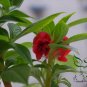 Impatiens Balsamina, Garden Balsam Seed 1000 PCS, Feng Xian Hua