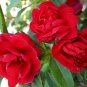 Impatiens Balsamina, Garden Balsam Seed 1000 PCS, Feng Xian Hua
