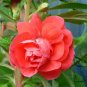 Impatiens Balsamina, Garden Balsam Seed 1000 PCS, Feng Xian Hua