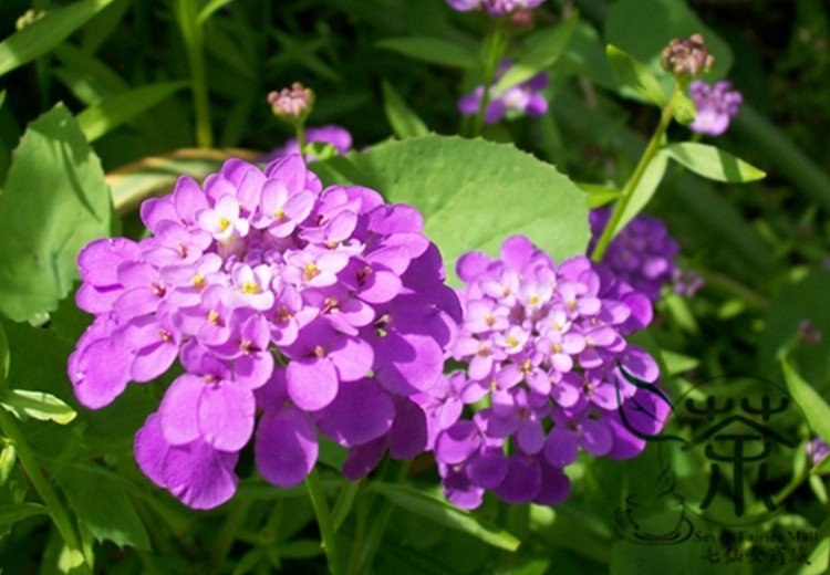 Iberis Amara, Wild Candytuft Seed 3000 PCS, Feng Shi Hua