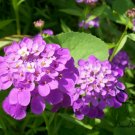 Iberis Amara, Wild Candytuft Seed 3000 PCS, Feng Shi Hua