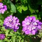 Iberis Amara, Wild Candytuft Seed 3000 PCS, Feng Shi Hua