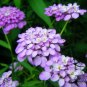 Iberis Amara, Wild Candytuft Seed 3000 PCS, Feng Shi Hua