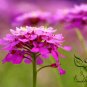 Iberis Amara, Wild Candytuft Seed 3000 PCS, Feng Shi Hua