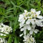 Iberis Amara, Wild Candytuft Seed 3000 PCS, Feng Shi Hua
