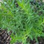 Hyssopus Officinalis, Garden Hyssop Seed 3000 PCS, Shen Xiang Cao