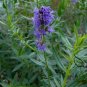 Hyssopus Officinalis, Garden Hyssop Seed 3000 PCS, Shen Xiang Cao