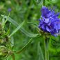 Hyssopus Officinalis, Garden Hyssop Seed 3000 PCS, Shen Xiang Cao