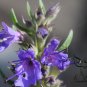 Hyssopus Officinalis, Garden Hyssop Seed 3000 PCS, Shen Xiang Cao